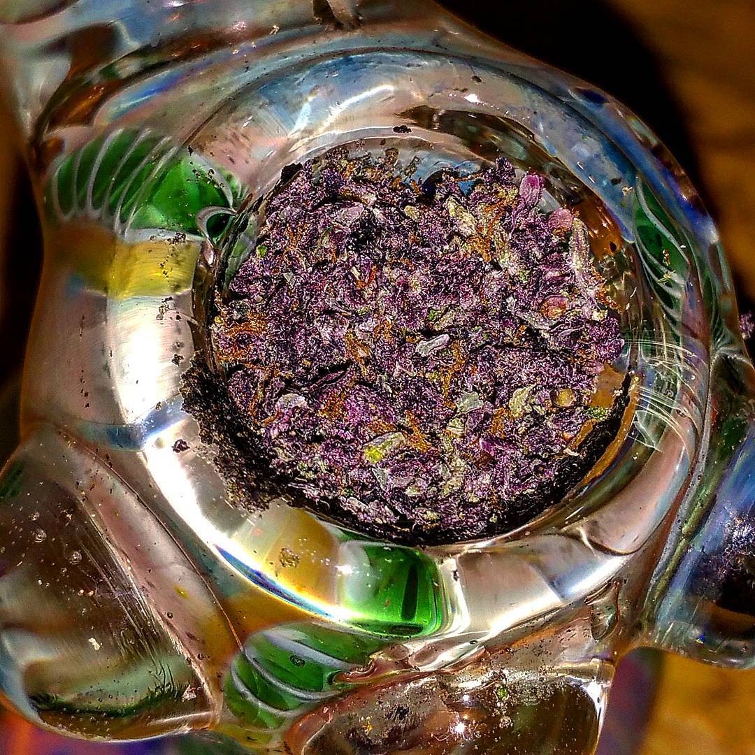 FASTBUDS - Lemon AK Auto - 16