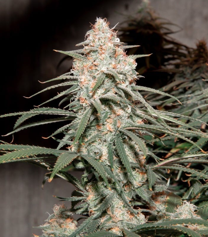 Girl Scout Cookies - 3