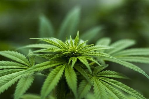 Easy Sativa - 3