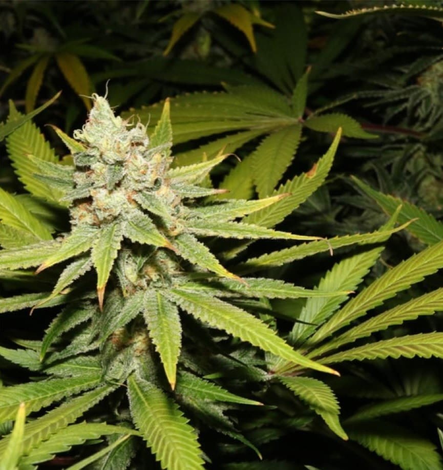 Purple Haze - 2