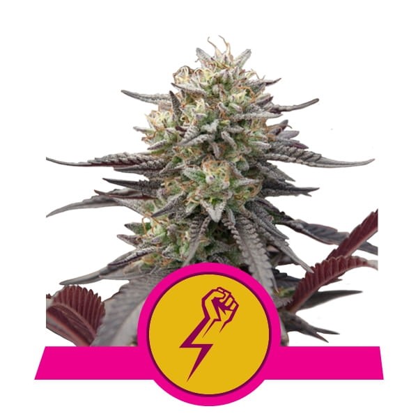 ROYAL QUEEN SEEDS - Green Crack Punch - 1