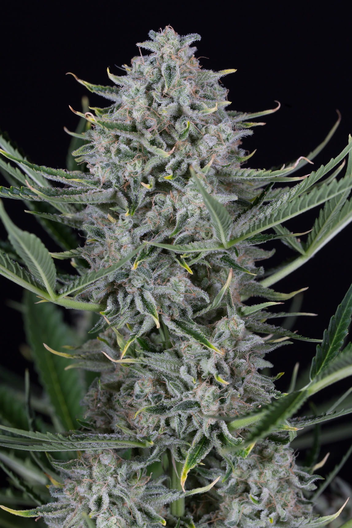 Dinafem - Cookies Autoflowering - 1