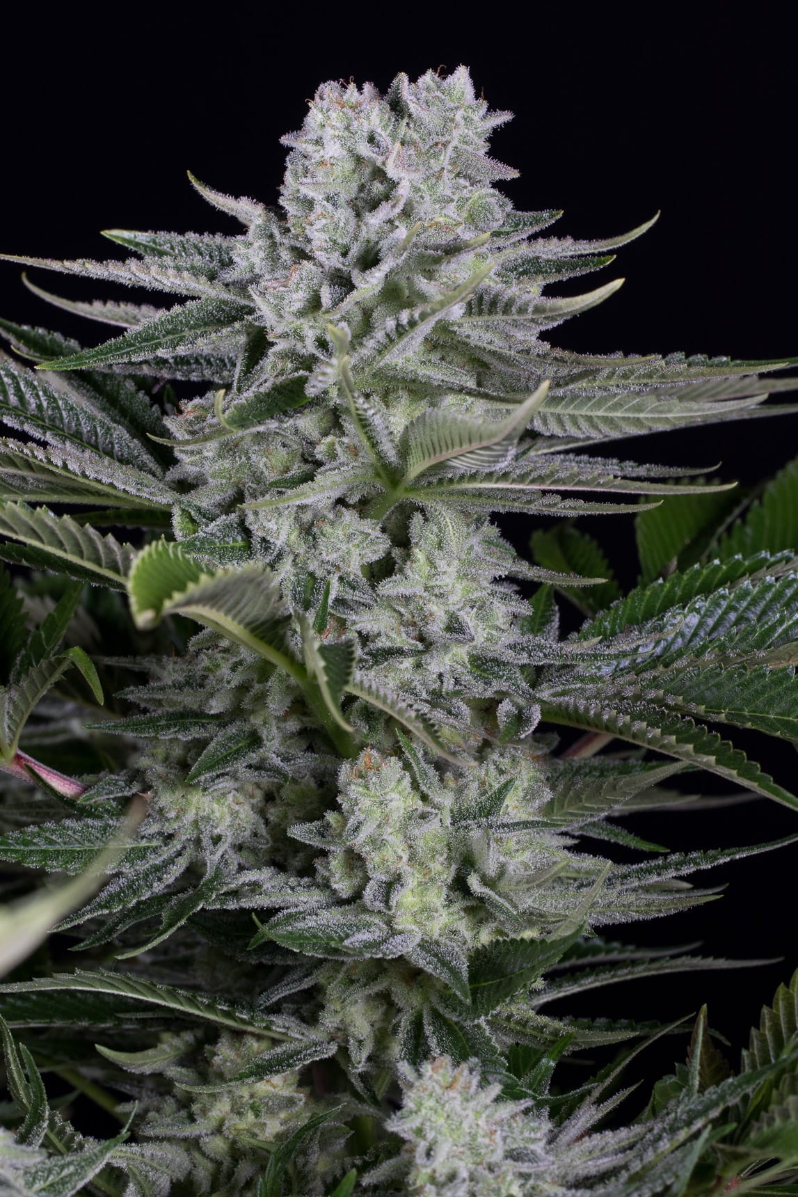 Dinafem - Gorilla CBD - 1