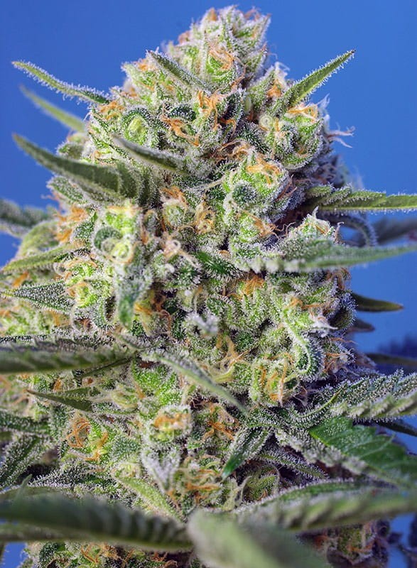 Sweet Seeds - Crystal Candy F1 Fast Version - 2