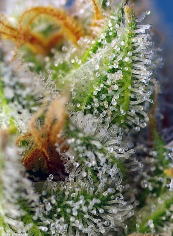 Sweet Seeds - Crystal Candy F1 Fast Version - 3