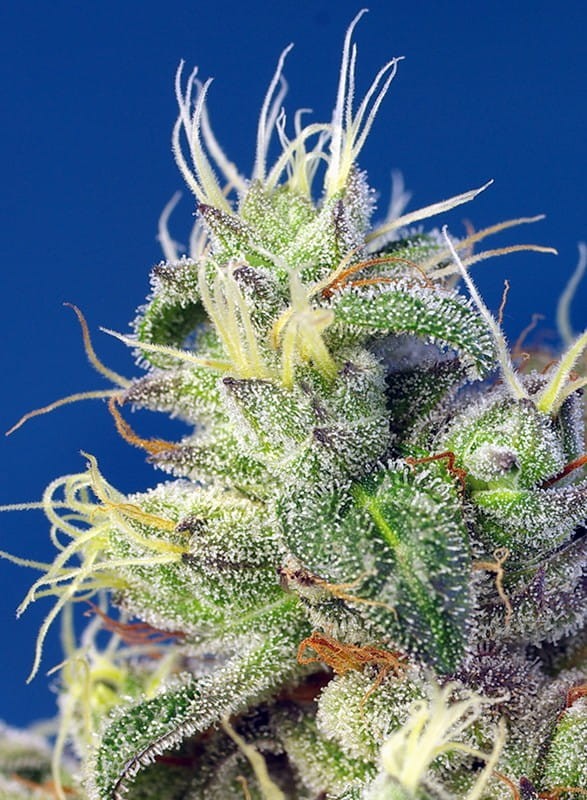 Sweet Seeds - Do Sweet Dos - 3