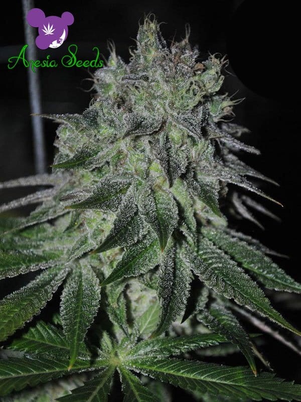 Anesia Seeds - Fast Caramelic - 1