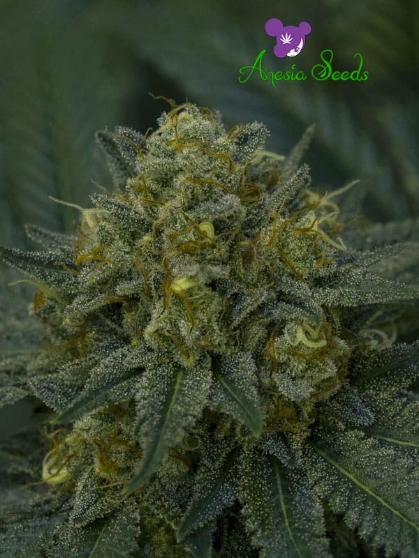 Anesia Seeds - Auto Blackberry Moonrocks - 1