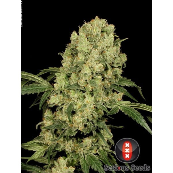SERIOUS SEEDS - AK 47 - 1