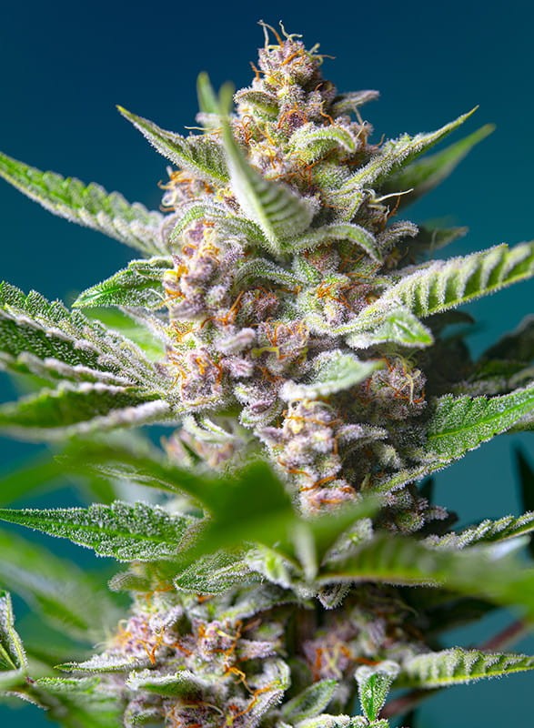 Sweet Seeds - Purple Punch OG - 1