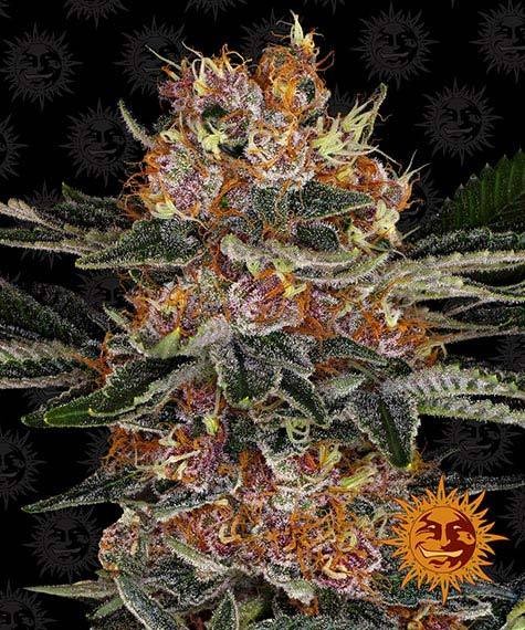 Barney's Farm - Purple Punch Auto - 1