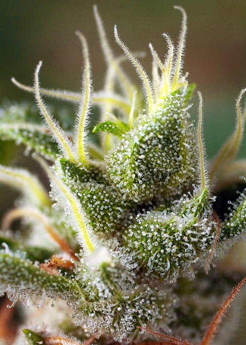 Sweet Seeds - Gorilla Girl F1 Fast Version - 2