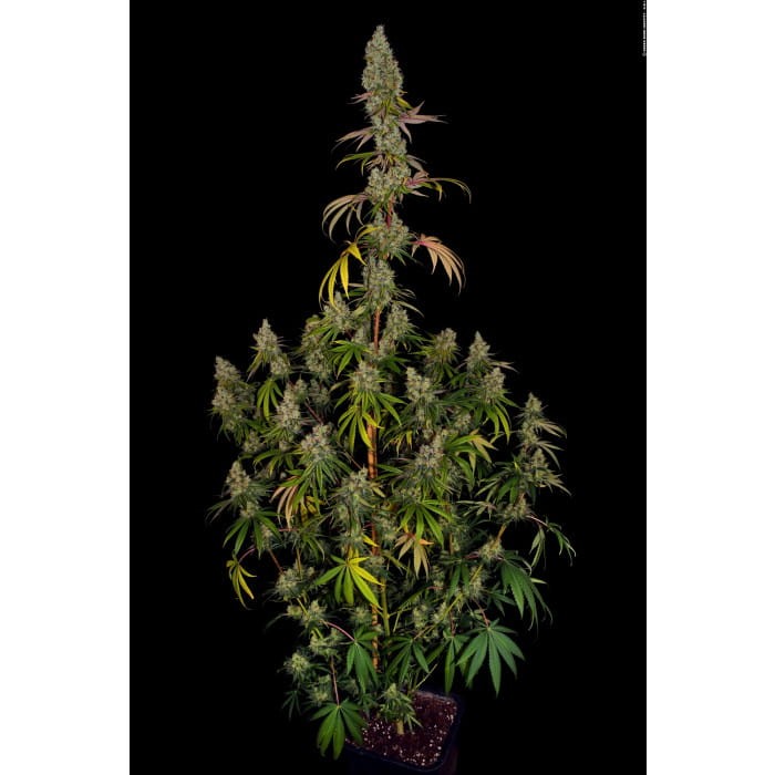 PARADISE SEEDS - Rainbow Road - 2