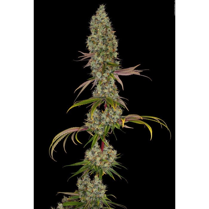 PARADISE SEEDS - Rainbow Road - 3