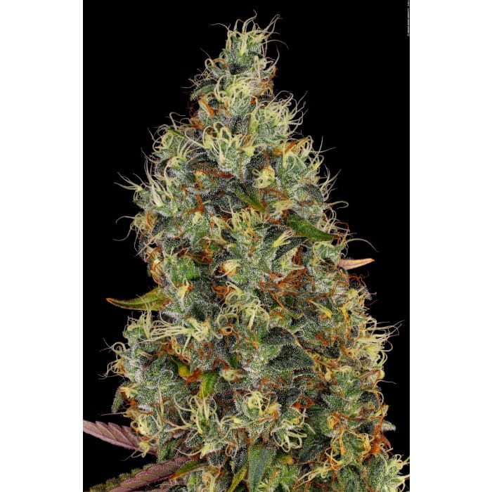 PARADISE SEEDS - Rainbow Road - 4