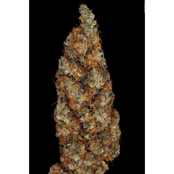 PARADISE SEEDS - Rainbow Road - 5