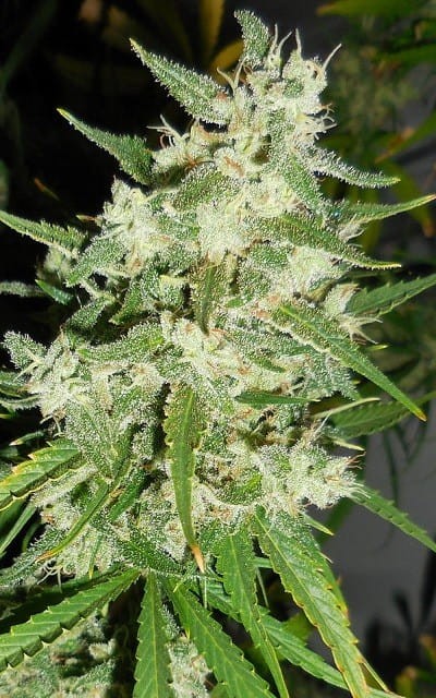FASTBUDS - Strawberry Banana Auto - 2