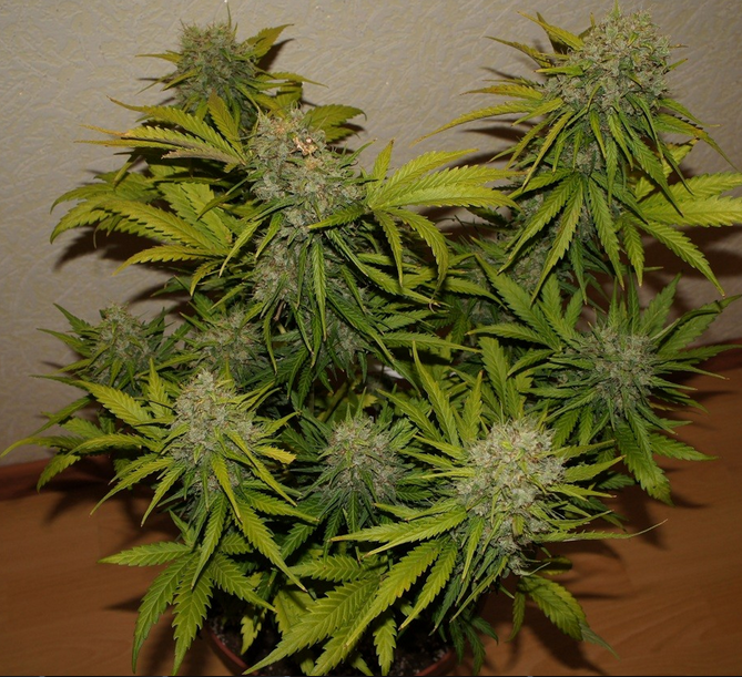 FastBuds - Grapefruit Auto - 1