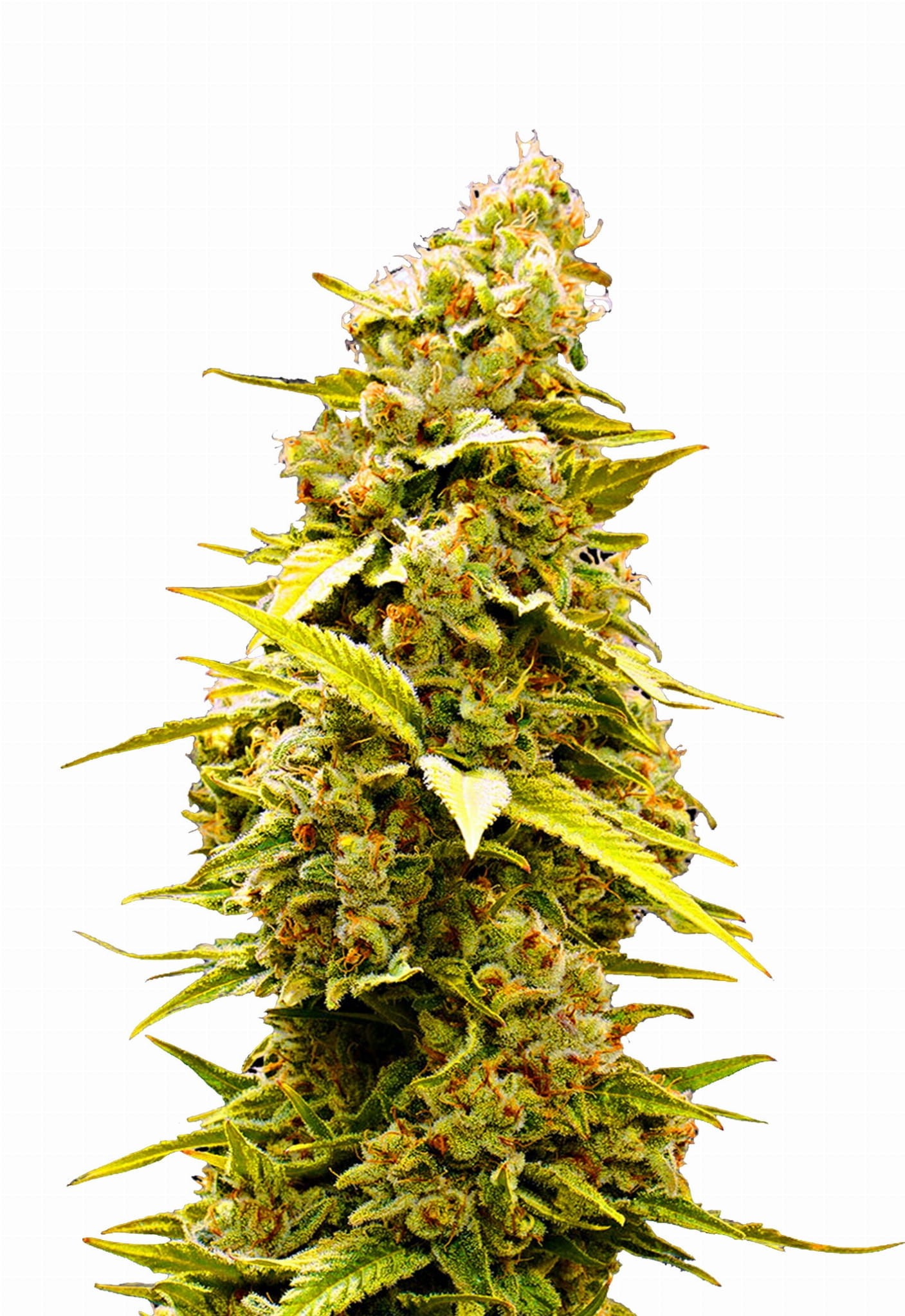 Banana Sherbet - 2