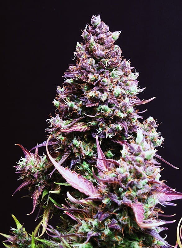 SWEET SEEDS - Cream Caramel Auto - 1
