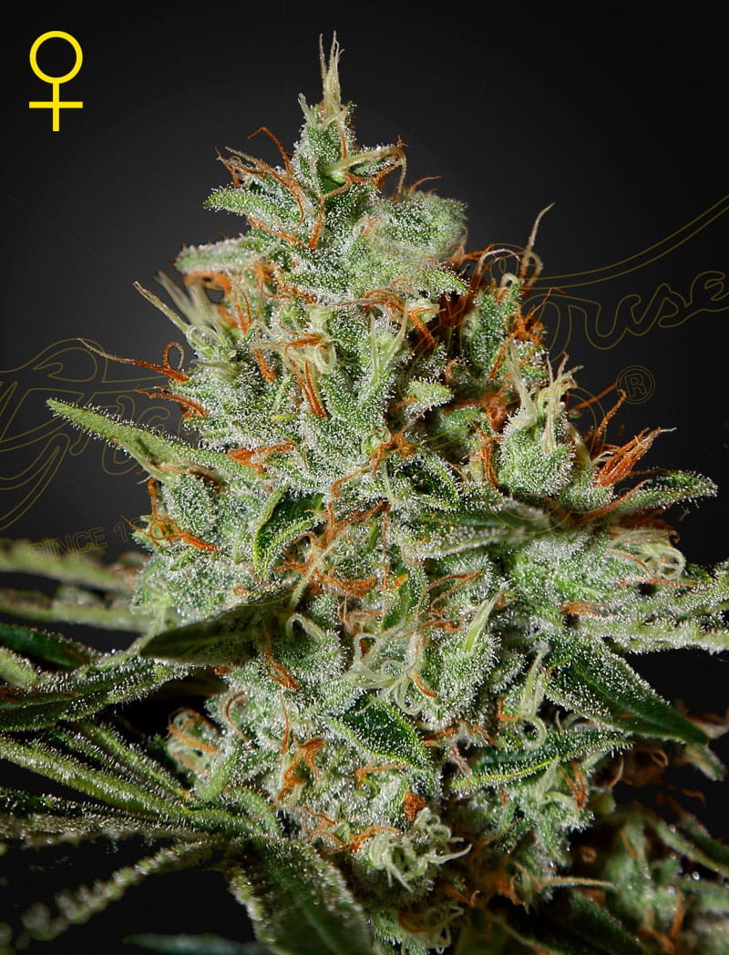 Green House Seeds - Alaskan Ice - 1