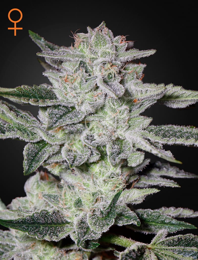 Green House Seeds - Sweet Valley Kush - 1