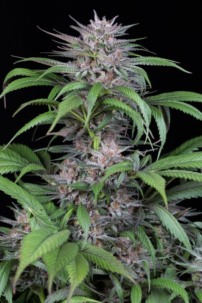 DINAFEM - Quick Kush 5 WYPRZEDAŻ - 2