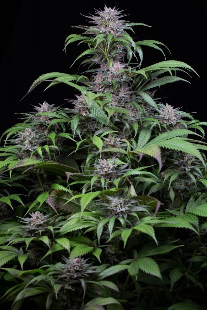 DINAFEM - Quick Kush 5 WYPRZEDAŻ - 3