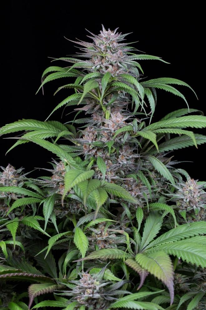 DINAFEM - Quick Kush 5 WYPRZEDAŻ - 4