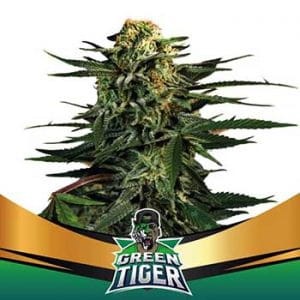 BSF Seeds - Green Tiger Faster Flowering - 1