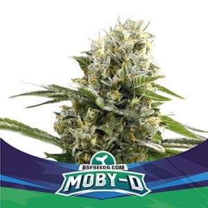 BSF Seeds - Moby-D XXL Auto - 1
