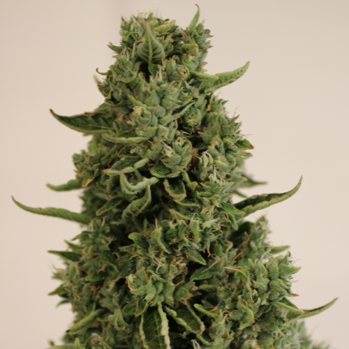 Doctor's Choice - Doctor's Choice 1 Auto - 1