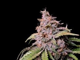 FastBuds - Amnesia Zkittlez Auto - 1