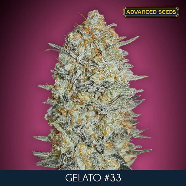 ADVANCED SEEDS - GELATO 33 FAST - 1