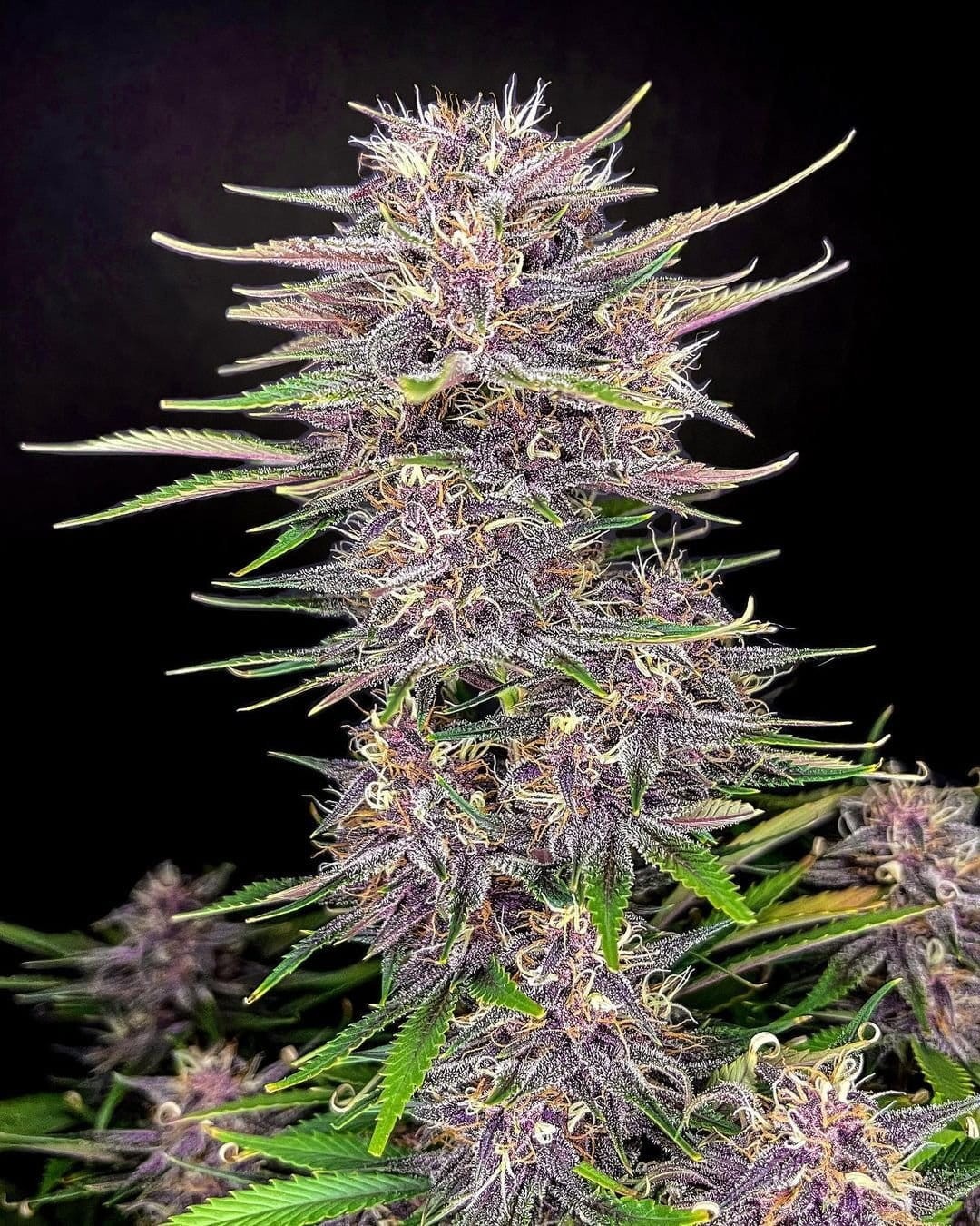 FastBuds - Banana Purple Punch Auto - 1