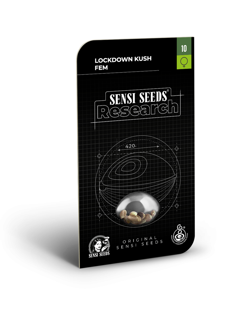 Sensi Seeds - Lockdown Kush - 2