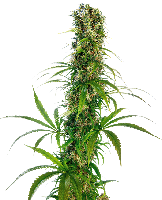 Sensi Seeds - Michka - 1