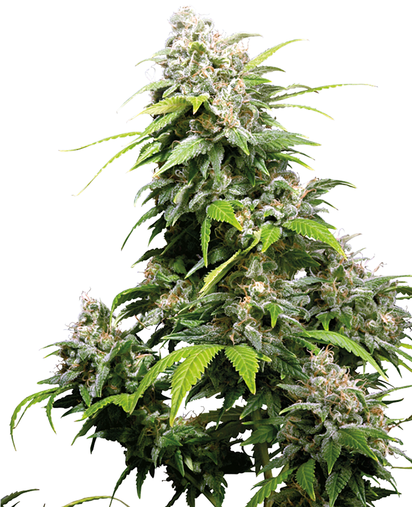 Sensi Seeds - California Indica - 1