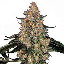 BARNEY’S FARM - Bubba Kush - 1