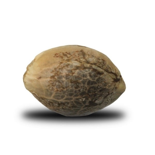 ROYAL QUEEN SEEDS - Northern Light - 2