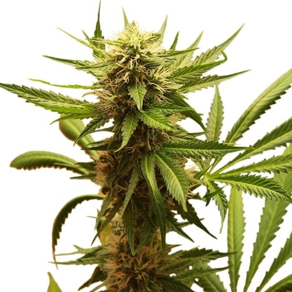 ROYAL QUEEN SEEDS - Northern Light - 4