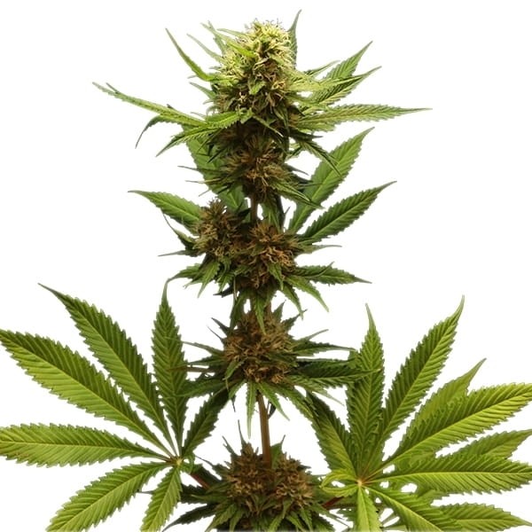 ROYAL QUEEN SEEDS - Northern Light - 5
