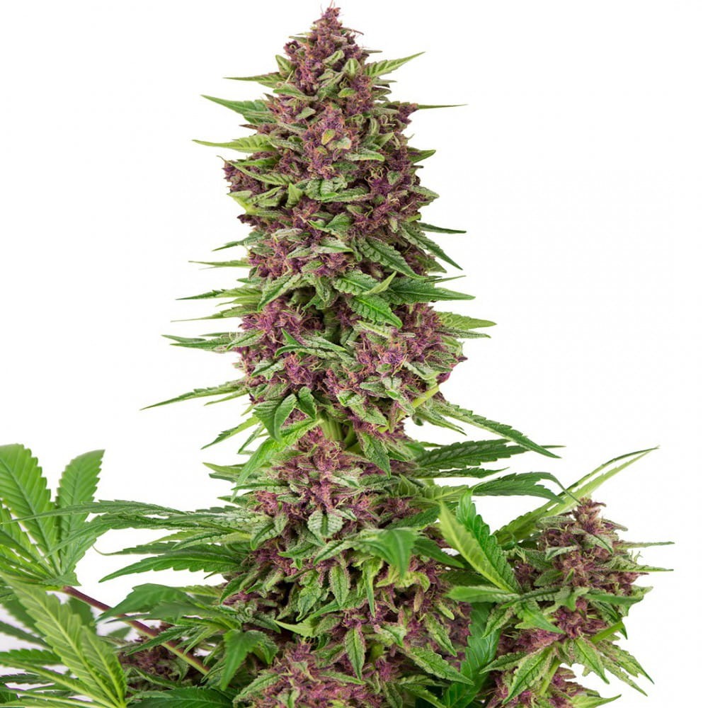 Buddha Seeds - Purple Kush - 2