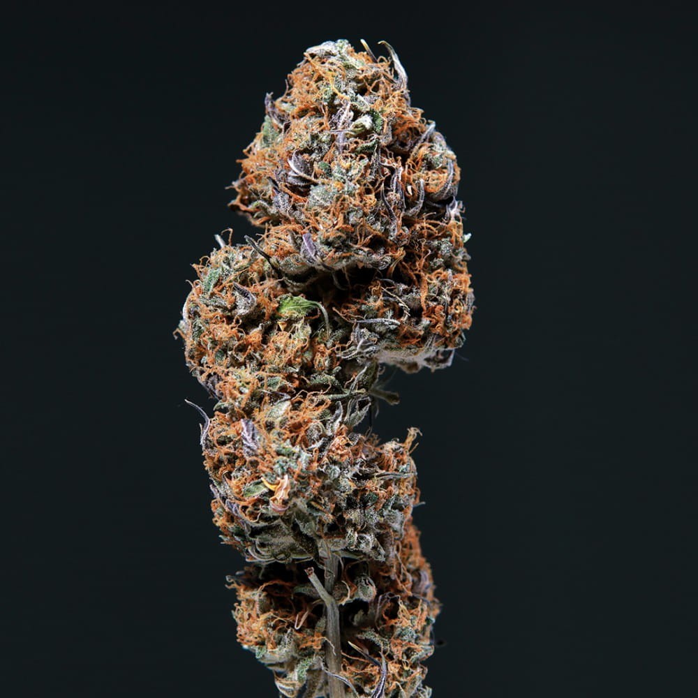 Buddha Seeds - Deimos Auto - 2