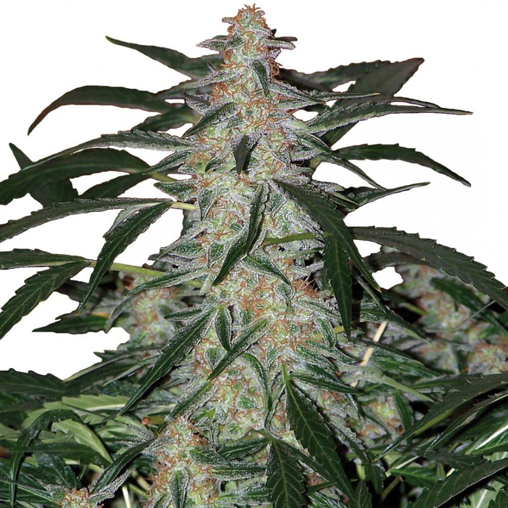Buddha Seeds - Deimos Auto - 3