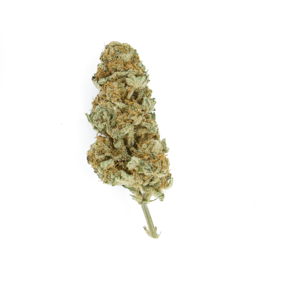 ROYAL QUEEN SEEDS - Northern Light - 7