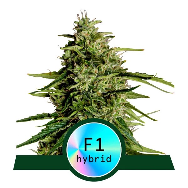 Royal Queen Seeds - Milky Way F1 Auto - 1