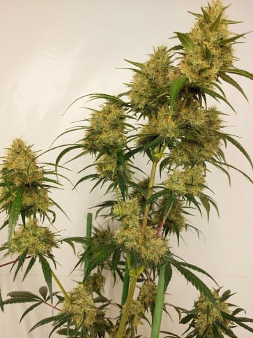 Ace Seeds - Super Panama Haze - 2