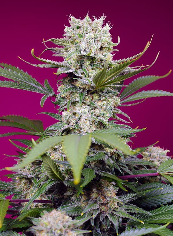 Sweet Seeds - Sweet Mandarine Zkittlez XL Auto - 1