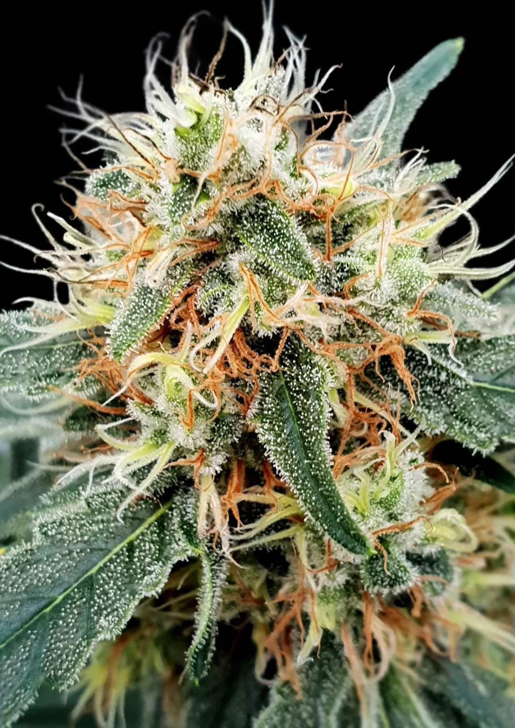 PARADISE SEEDS - Stromboli Auto - 1